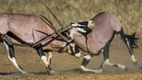 Kgalagadi