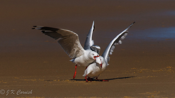 South Coast NSW birds