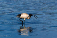 South Coast NSW birds