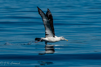 South Coast NSW birds