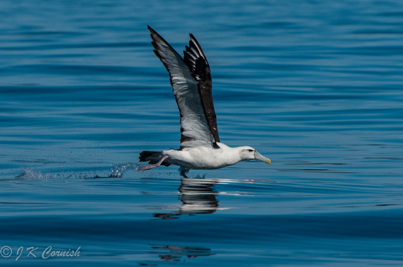 South Coast NSW birds