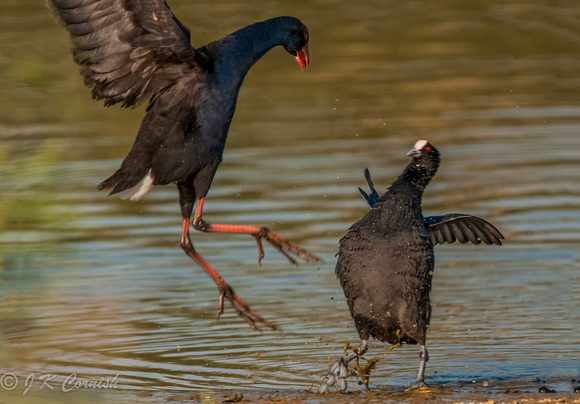 South Coast NSW birds