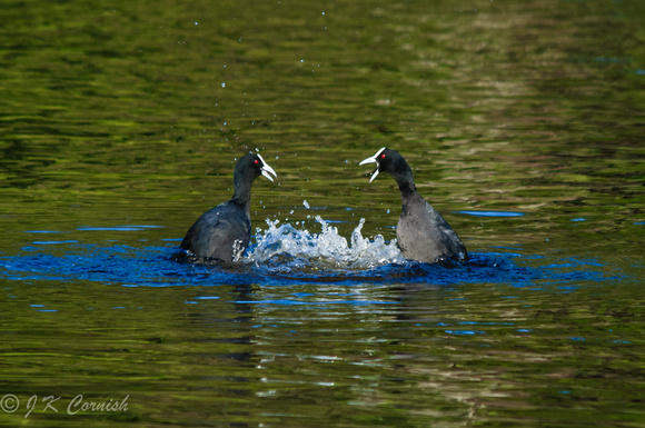 South Coast NSW birds