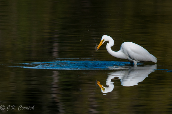 South Coast NSW birds